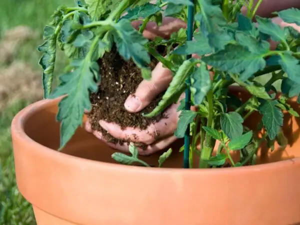 Best Fertilizer for Potted Tomato Plants - Ultimate Guide