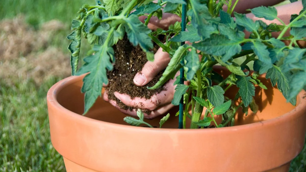 Best Fertilizer for Potted Tomato Plants - Ultimate Guide