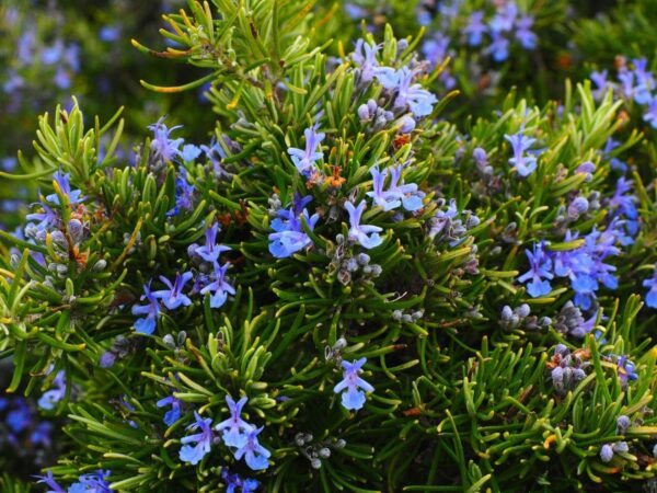 🌿 Planting Rosemary: Where to Plant Your Rosemary for Best Growth