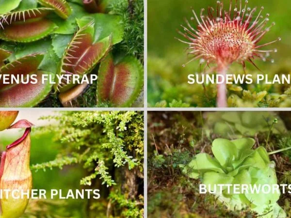 Meat Eating Plants: Unveiling Nature's Carnivores