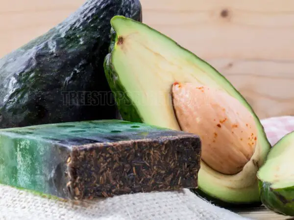 Why Are Avocados So Expensive? Decoding Price Fluctuations