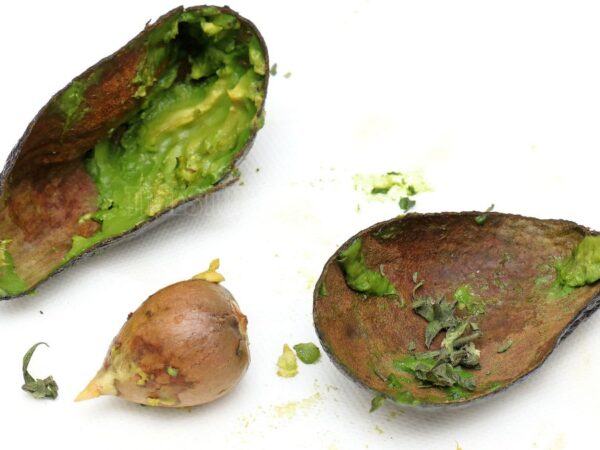 Can You Eat Avocado Skin? Health Benefits Unveiled!