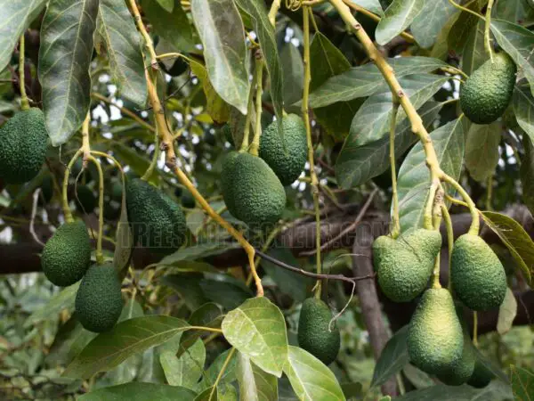 Can You Grow Avocados in Texas? Find Out the Answer and Tips!