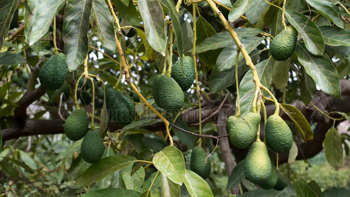 Can You Grow Avocados in Texas? Find Out the Answer and Tips!