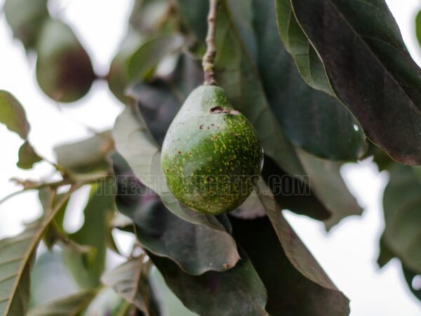 Can You Grow Avocados in Virginia: Cold-Tolerant Tips