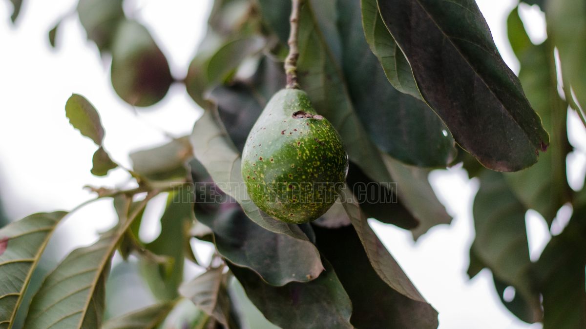 Can You Grow Avocados in Virginia: Cold-Tolerant Tips