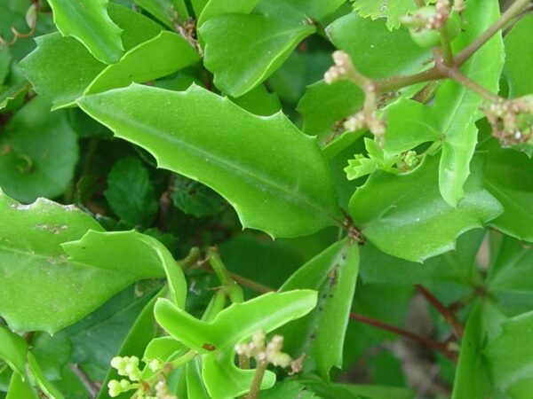 Cowitch Plant: Cissus Trifoliata Guide