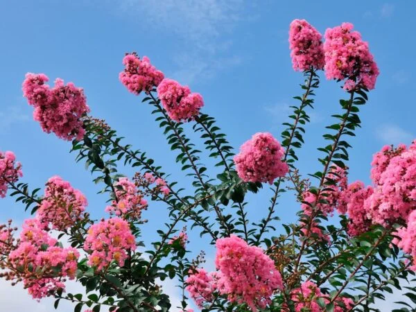 How to Propagate Crape Myrtle: Seed Masterclass