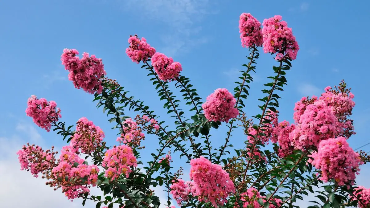 How to Propagate Crape Myrtle: Seed Masterclass