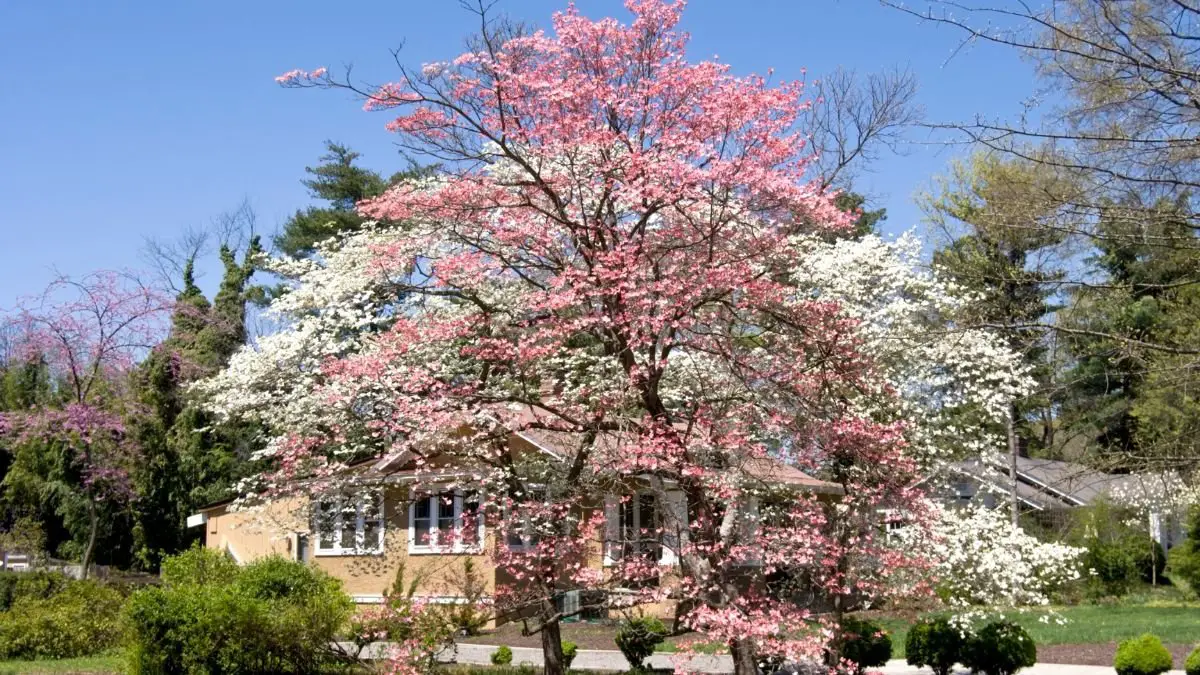 Exploring the Symbolic Significance of Dogwood Trees: Traditions, Colors, and Easter Legends