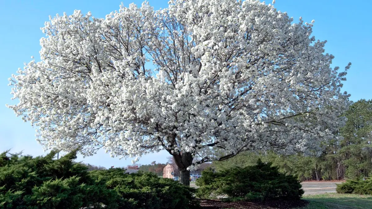 How Fast Does A Dogwood Tree Grow? Ultimate Growth And Care Guide