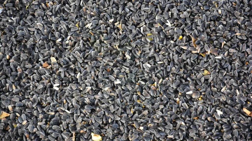Drying Sunflower Seeds for Replanting