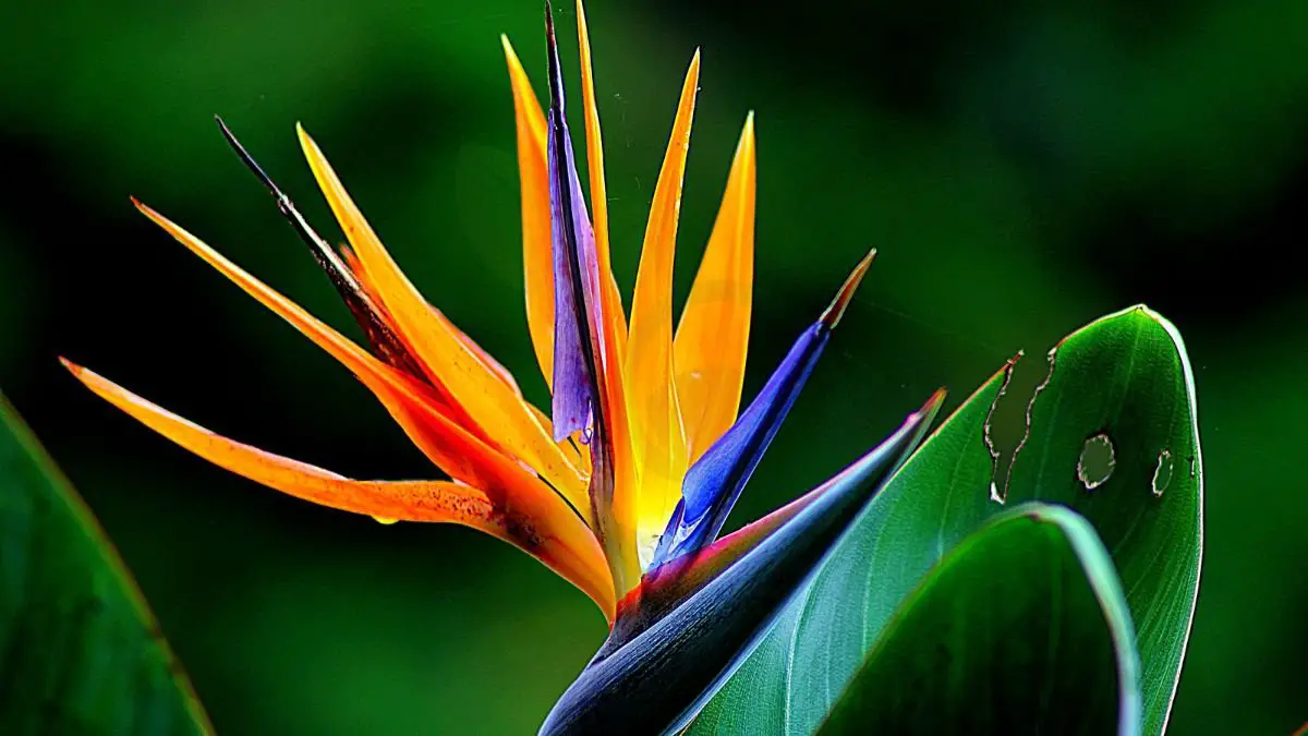 Flower Bird of Paradise: Ultimate Plant Guide