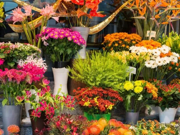 Flower Shops in Pekin IL | Blossom Boutique