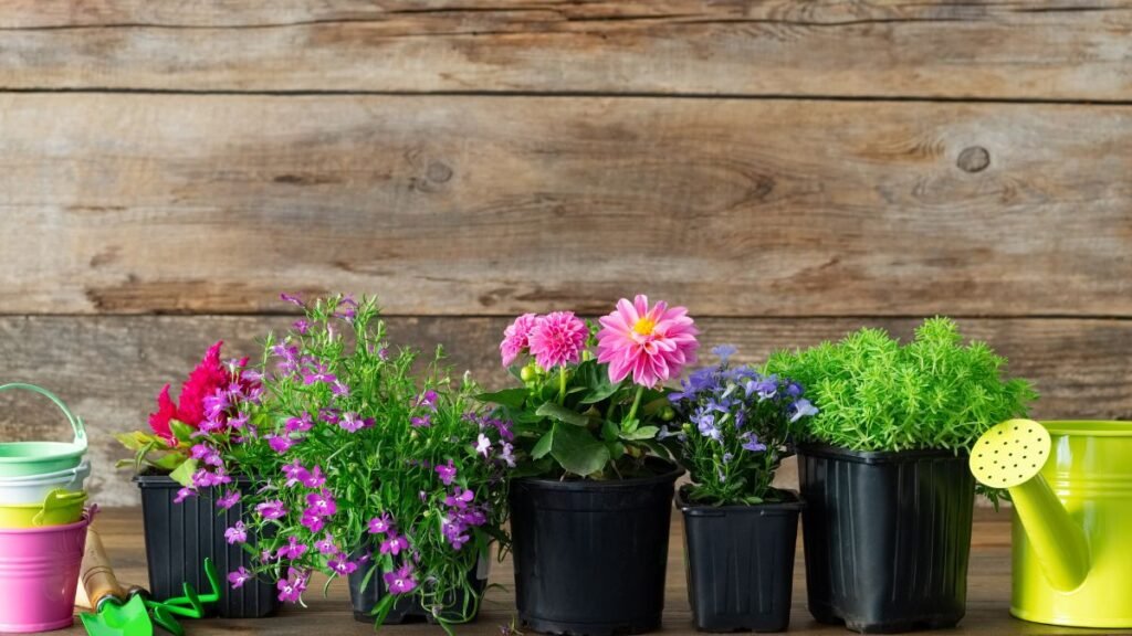 Flowers for Pot Plants