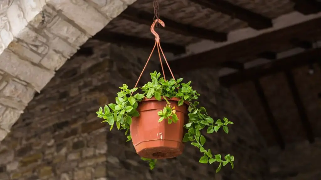 Hanging plant wall