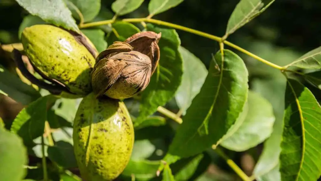 Advanced Pecan Tree Care