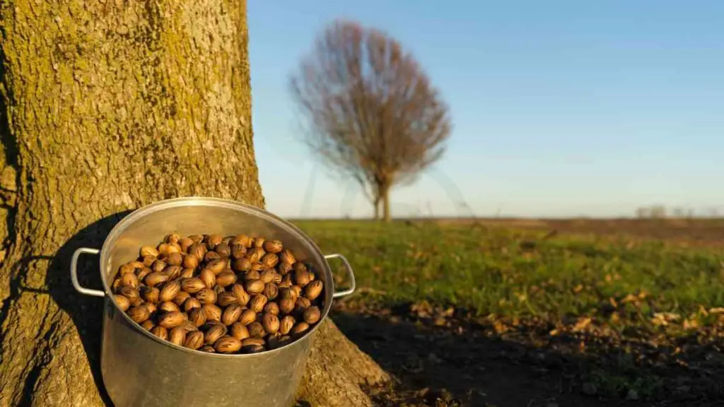 Starting Pecan Trees