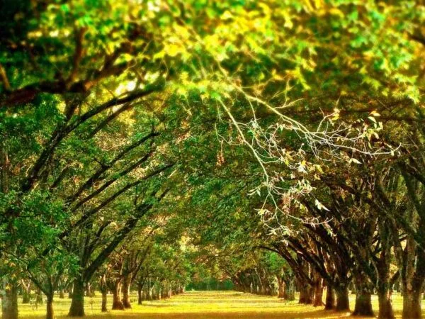 How Do You Plant Pecan Trees: Ultimate Guide