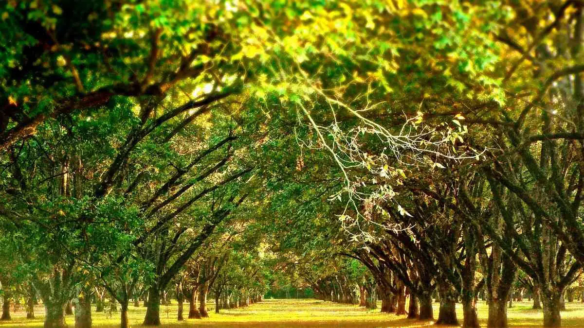 How Do You Plant Pecan Trees: Ultimate Guide