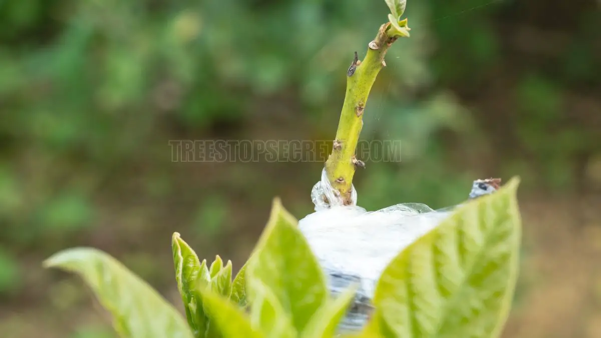 How Does Avocados Grow: Unveiling Fruit-bearing Secrets