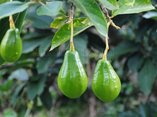 How Long Avocado Tree Bear Fruit? Find Out the Answer Here