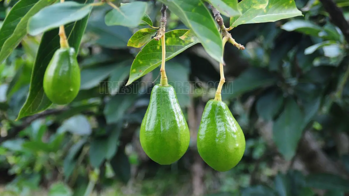 How Long Avocado Tree Bear Fruit? Find Out the Answer Here