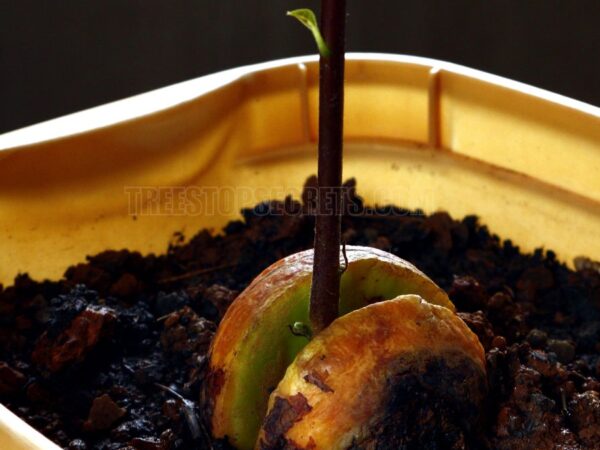 How Long to Grow an Avocado Tree? [Find Out Here!]