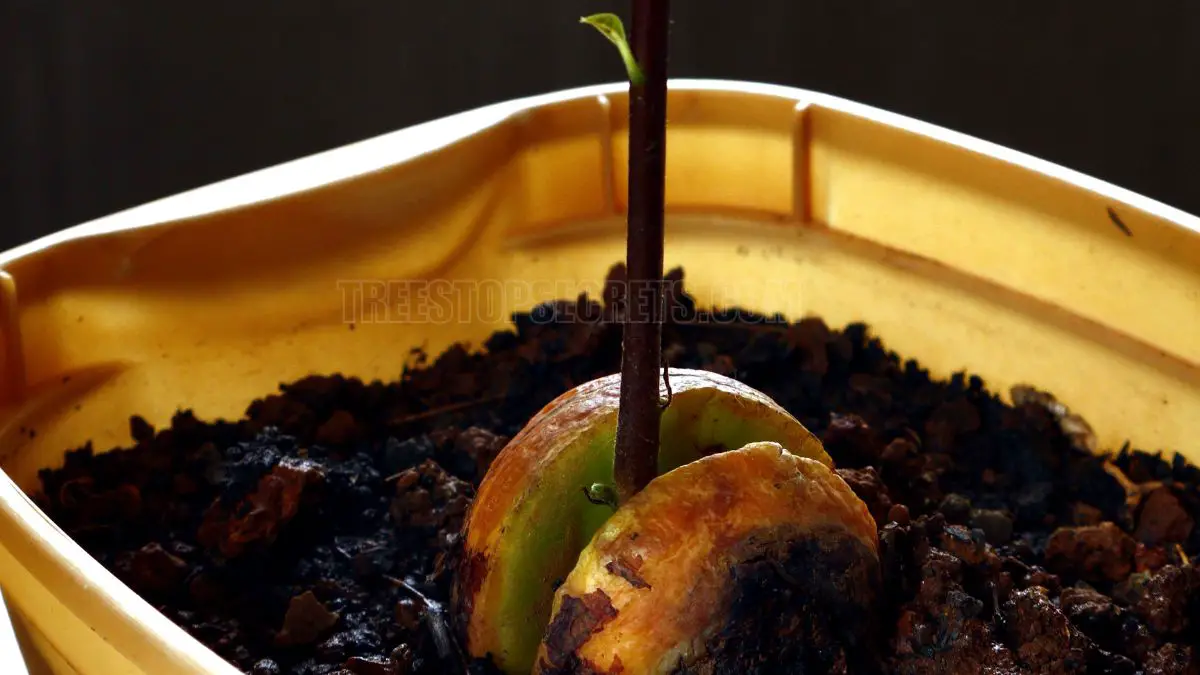 How Long to Grow an Avocado Tree? [Find Out Here!]