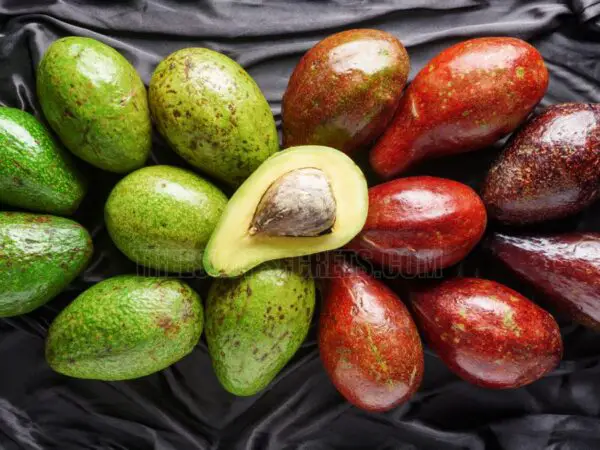 Discover How Many Avocado Varieties Exist: A Complete Guide