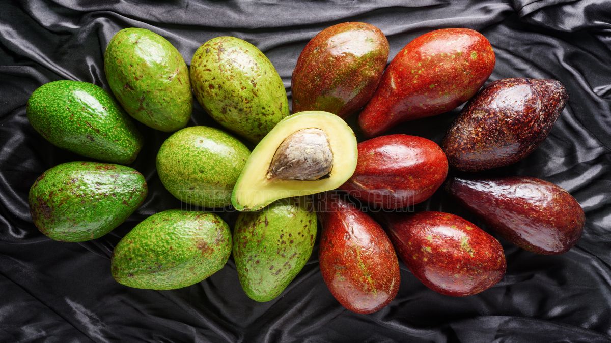 Discover How Many Avocado Varieties Exist: A Complete Guide