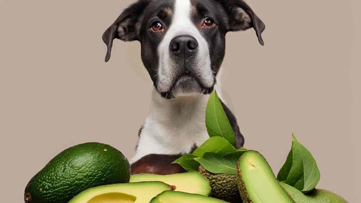 How Much Avocado Can a Dog Eat? Risks and Benefits Explained