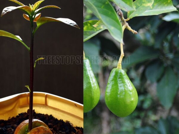 How Much Water Does an Avocado Tree Need? Simple Guide for Healthy Growth