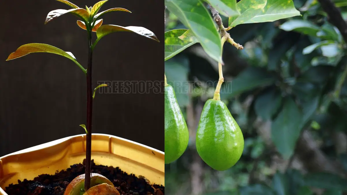 How Much Water Does an Avocado Tree Need? Simple Guide for Healthy Growth