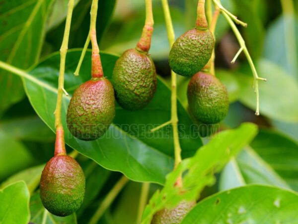 How Often to Water an Avocado Tree: Expert Tips for Healthy Growth