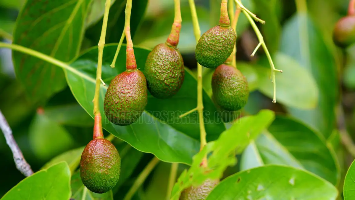 How Often to Water an Avocado Tree: Expert Tips for Healthy Growth