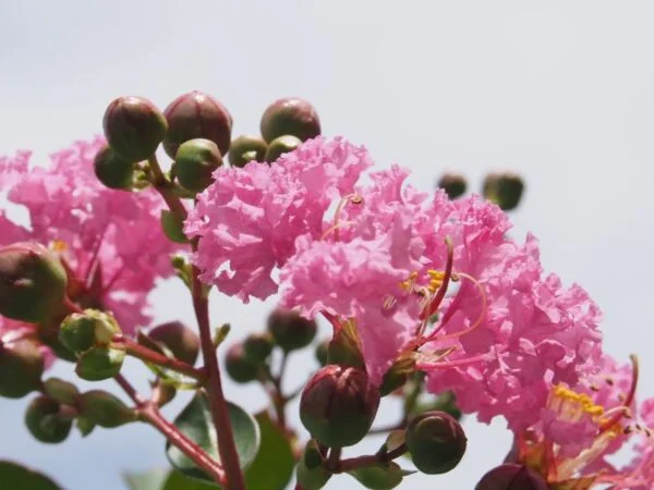 Boost Your Garden’s Appeal: How to Care for Crape Myrtle Bush? [Expert Advice]