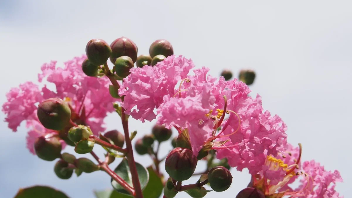 Boost Your Garden’s Appeal: How to Care for Crape Myrtle Bush? [Expert Advice]