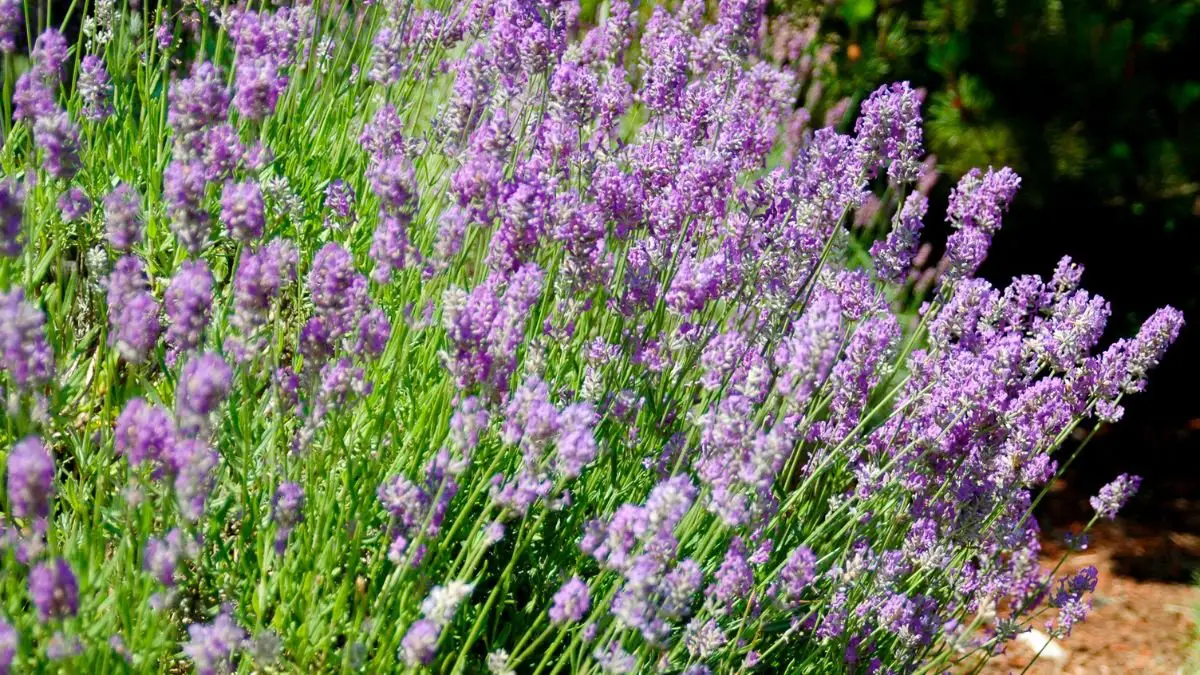 Grow Lavender Like a Gardener: Expert Tips for a Flourishing Garden