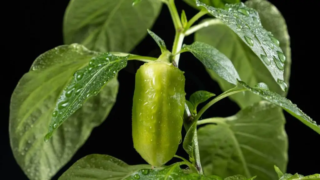 Selecting Peppers for Beginners