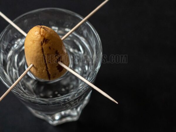 How to Grow an Avocado Seed Without Toothpicks: Simple Method to Grow Avocado Seeds