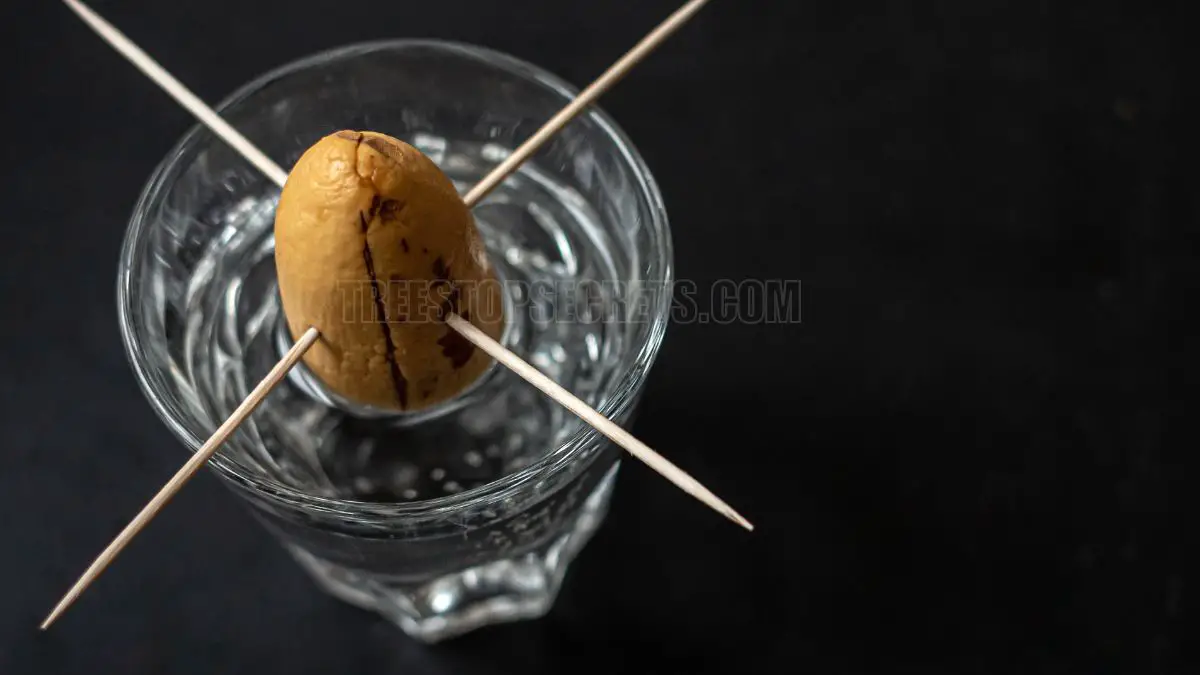 How to Grow an Avocado Seed Without Toothpicks: Simple Method to Grow Avocado Seeds