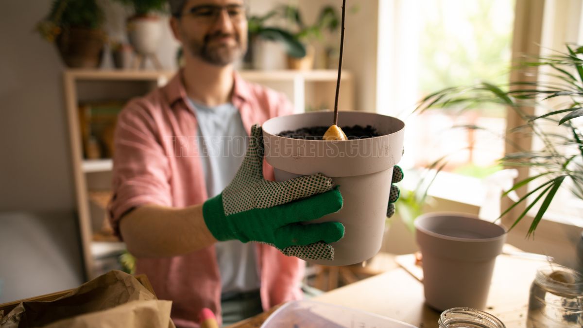 How to Grow an Avocado from a Pit: A Simple Step-by-Step Guide