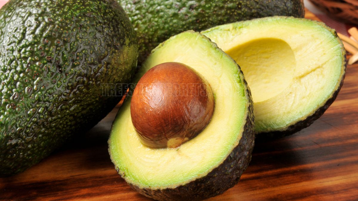 How to Know When Avocado Ripe: Tips for Perfect Ripeness