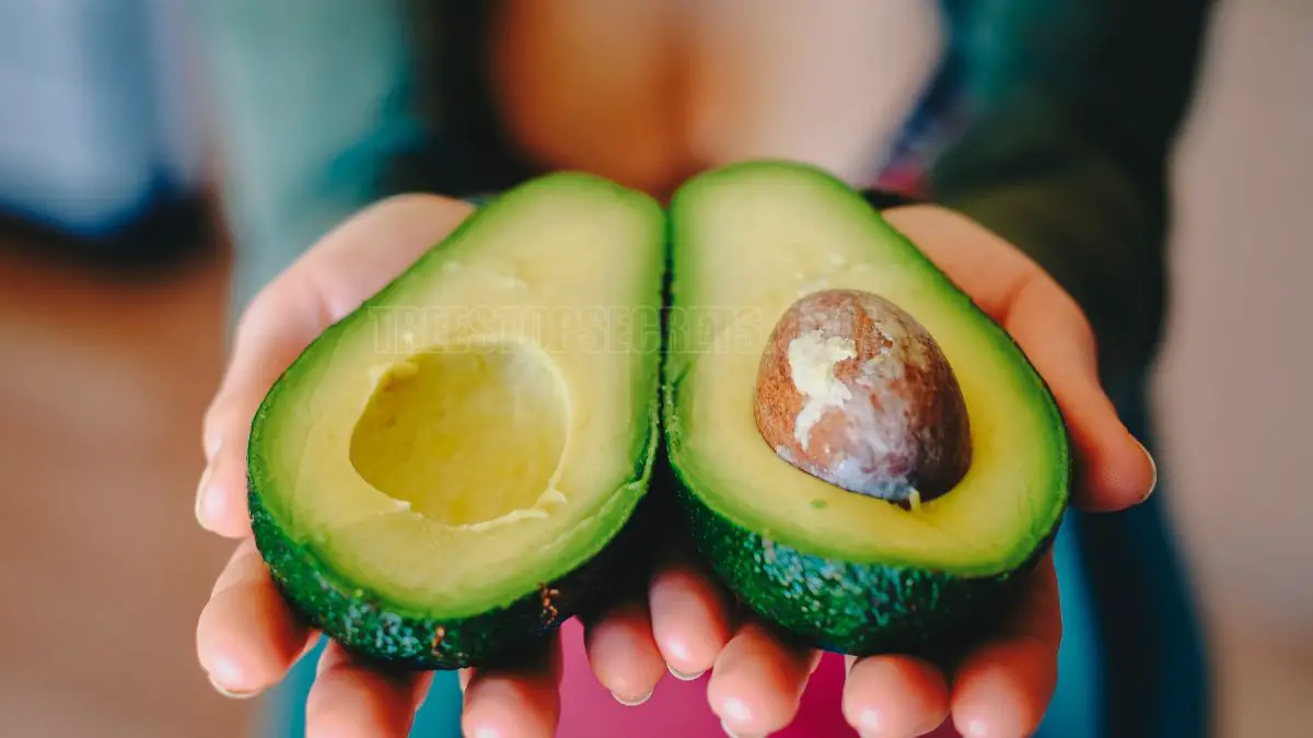 The Ultimate Guide: How to Open an Avocado Like a Pro