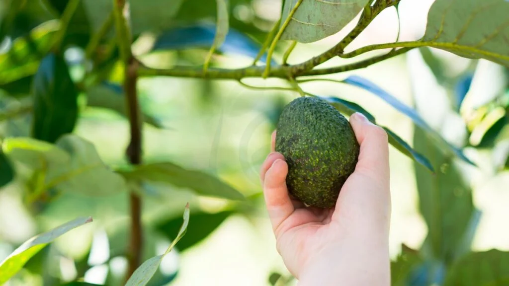 Avocado Picking Techniques