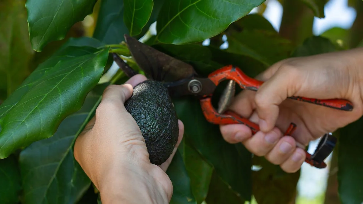 How to Pick a Ripe Avocado: Master the Art Easily