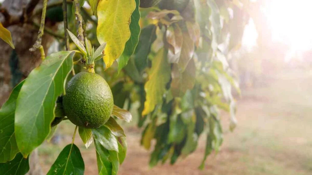 How to Stop Avocados from Ripening