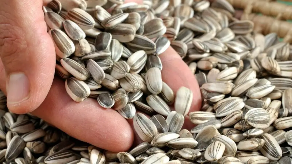 Identifying the Right Time to Harvest Sunflower Seeds
