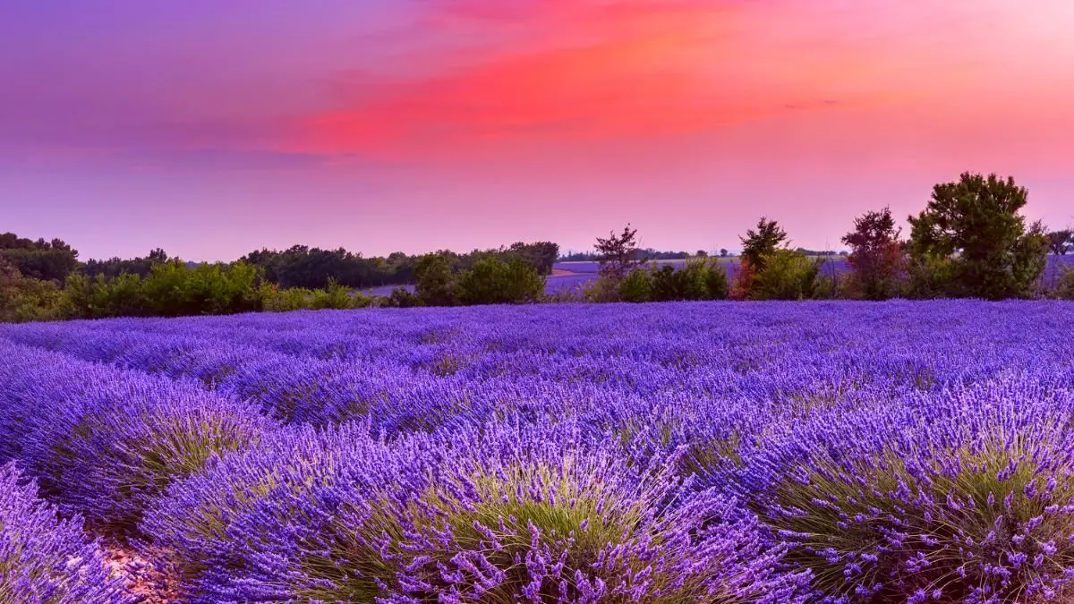 Discover the Secret: Is the Lavender Plant Perennial?